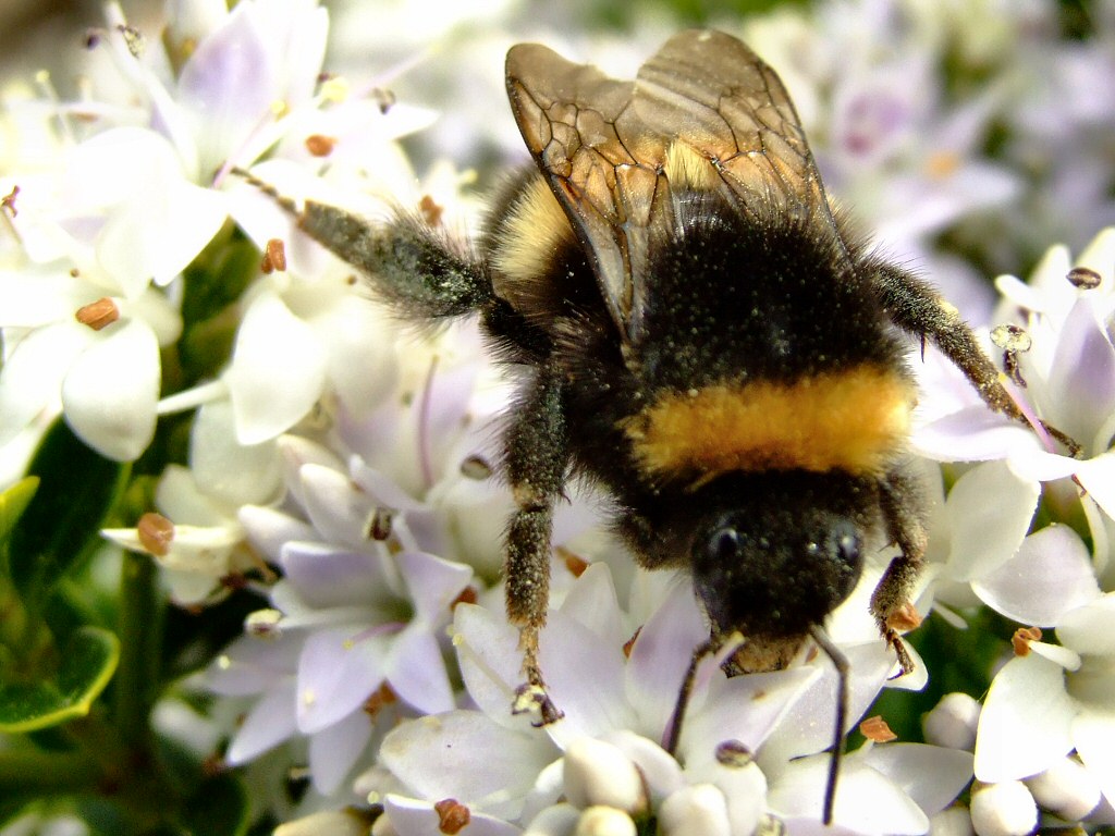 Bumble Bee Facts And Photographs The Wildlife