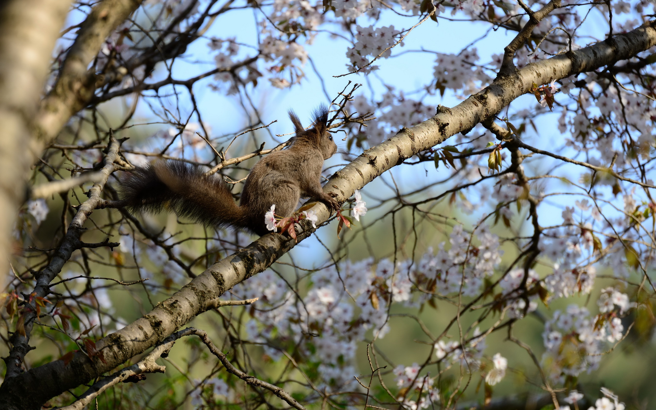Wallpaper Squirrel Tree Spring Nature