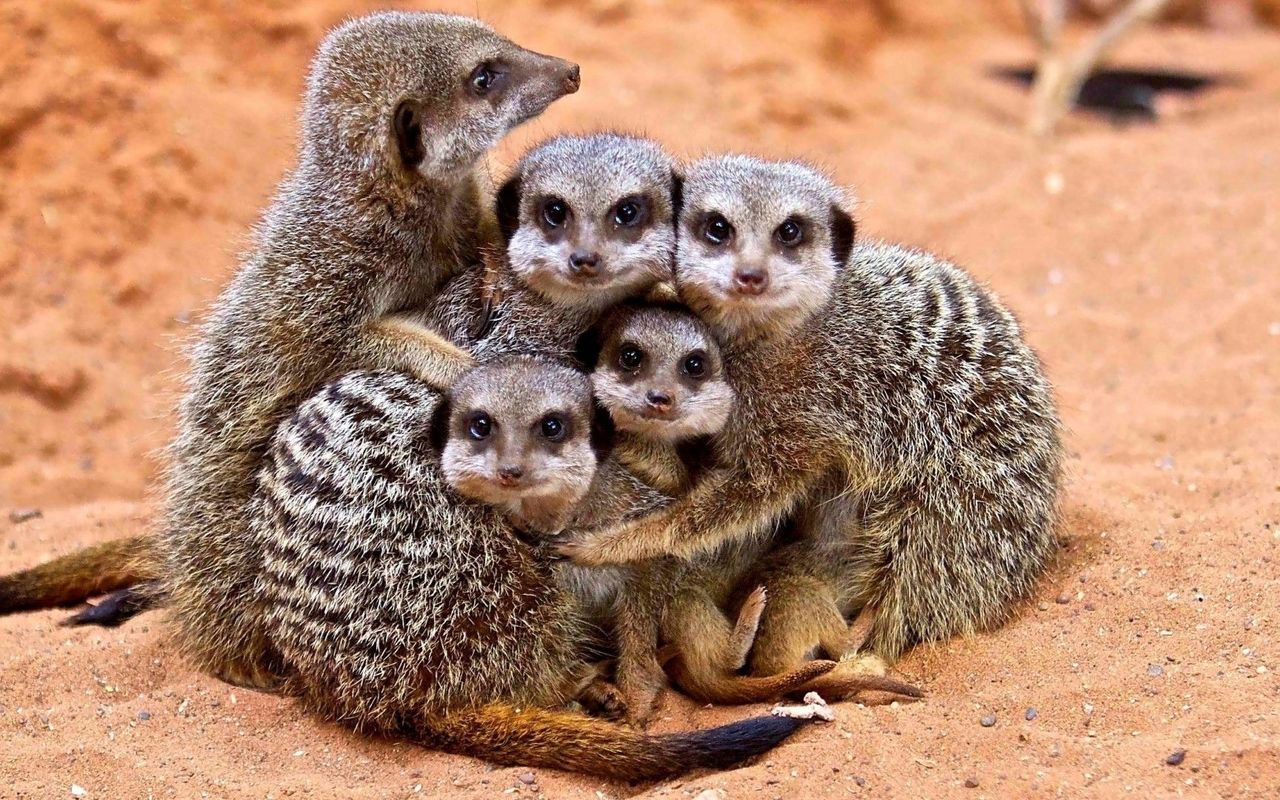 Meerkats Wallpaper