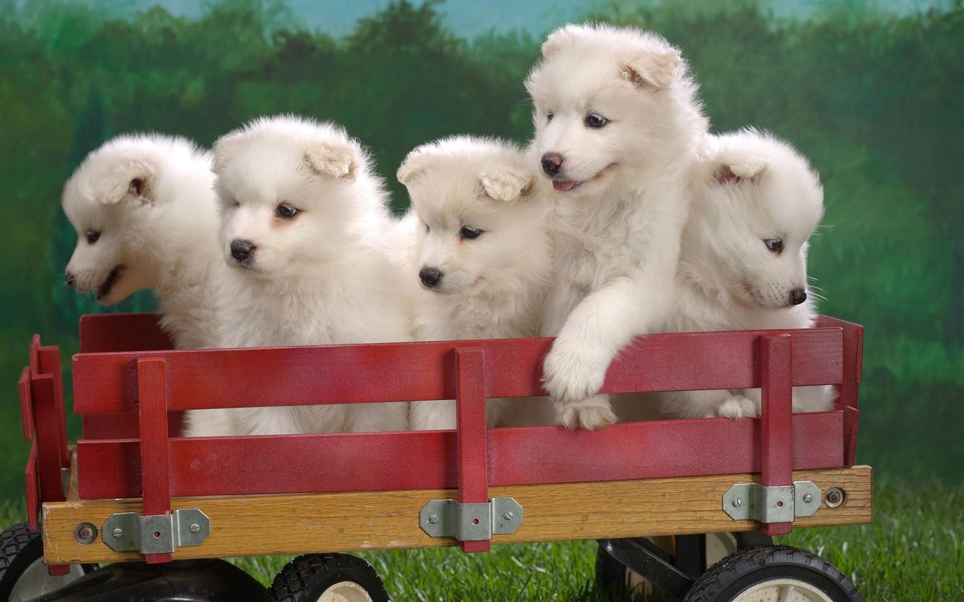 Samoyed Puppy Screensaver Whirlpool Wagonload Puppies Html