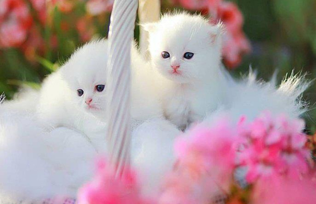 Cat Muezza Here I Showcased Some Of Photographs Cute Cats Hope You