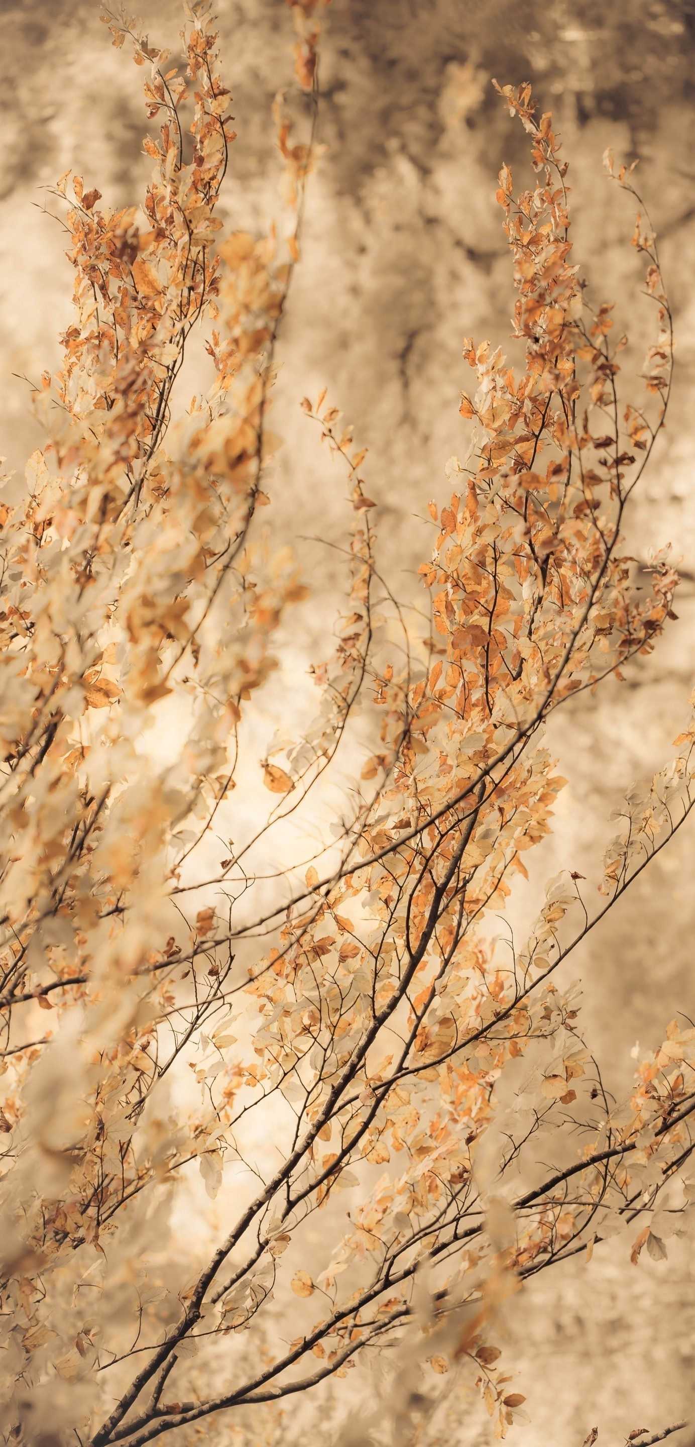 Beige Brown Aesthetic Wallpaper