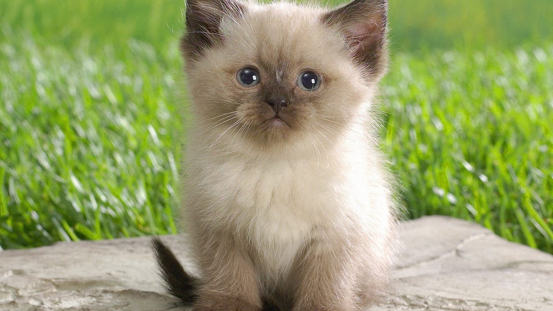 Cute Himalayan Kitten Desktop Pc And Mac Wallpaper
