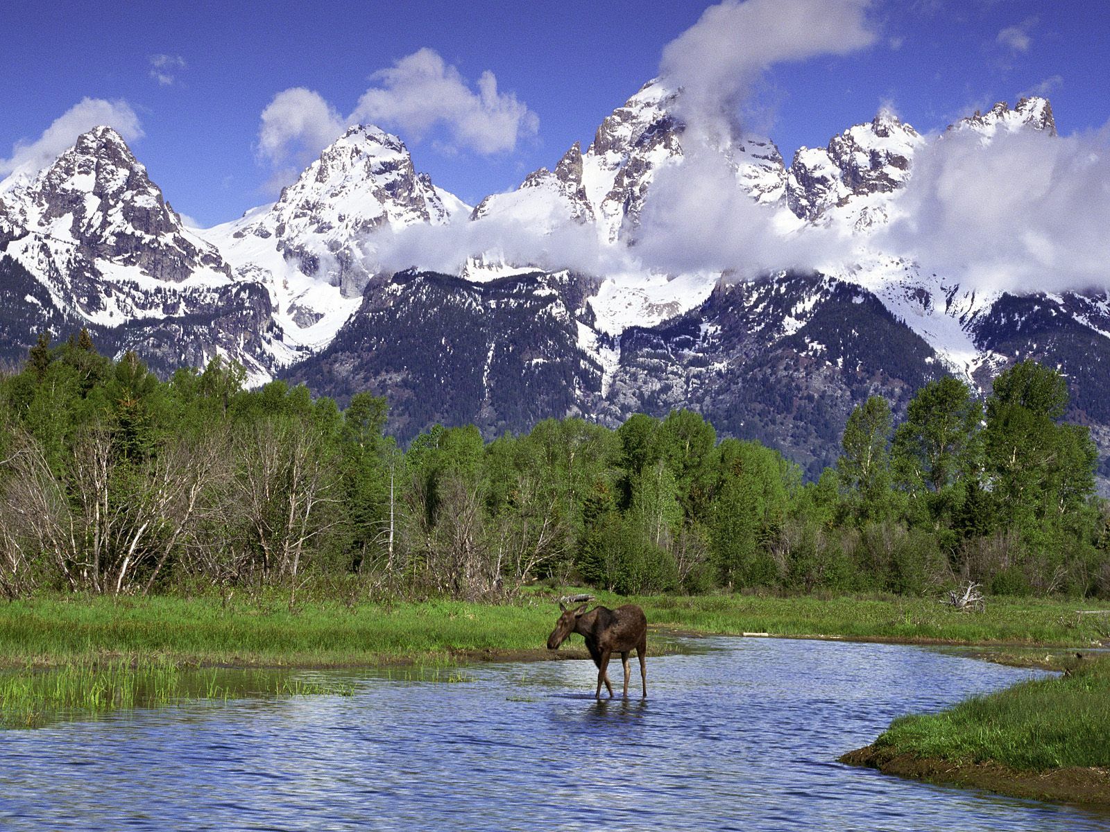 Wading In A River Grand Teton National Park Wyoming Full Screen