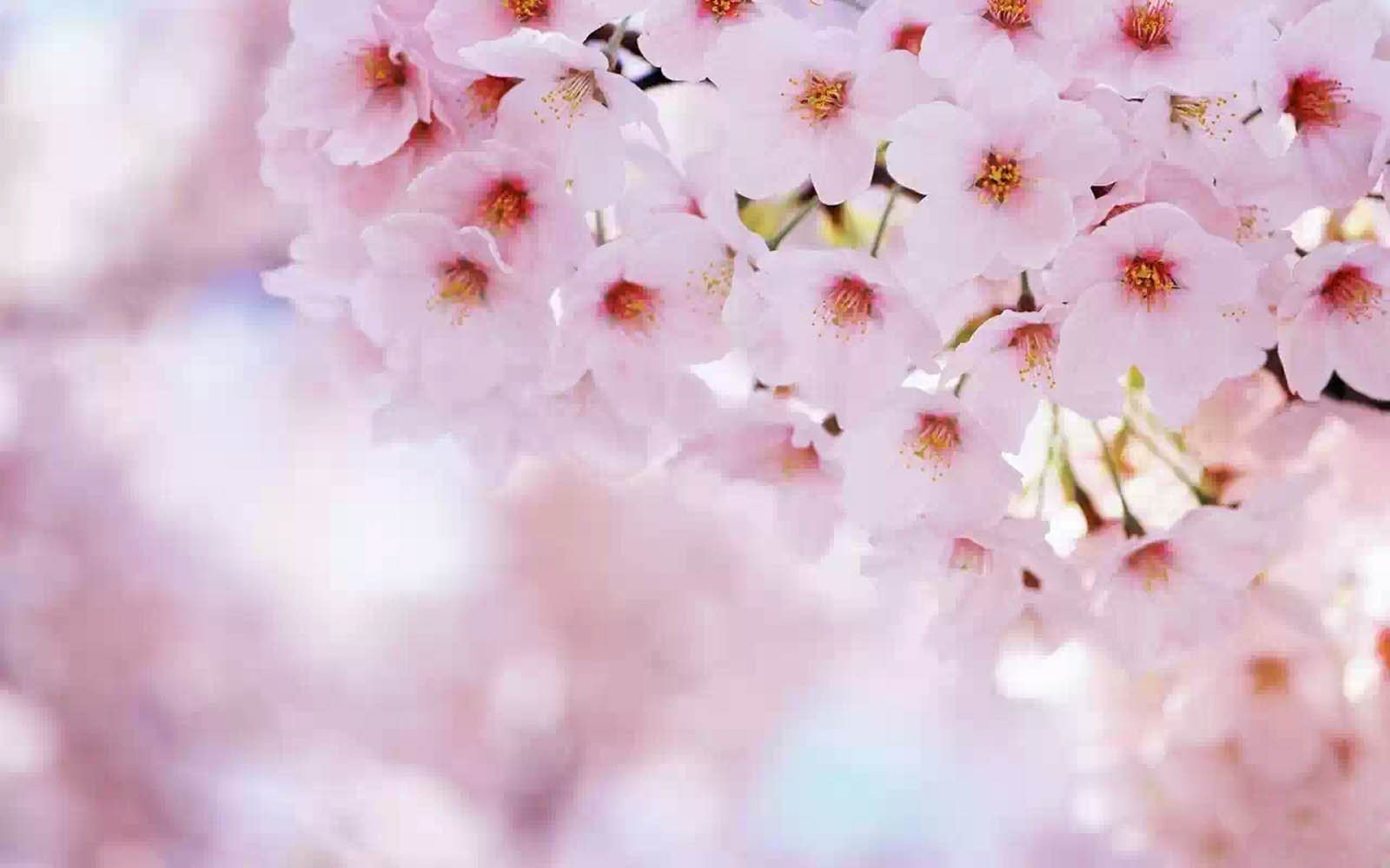 wallpapers Cherry Flowers Wallpapers