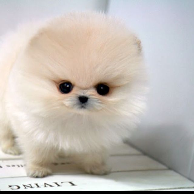 Baby Teacup Pomeranian Puppies Car Pictures