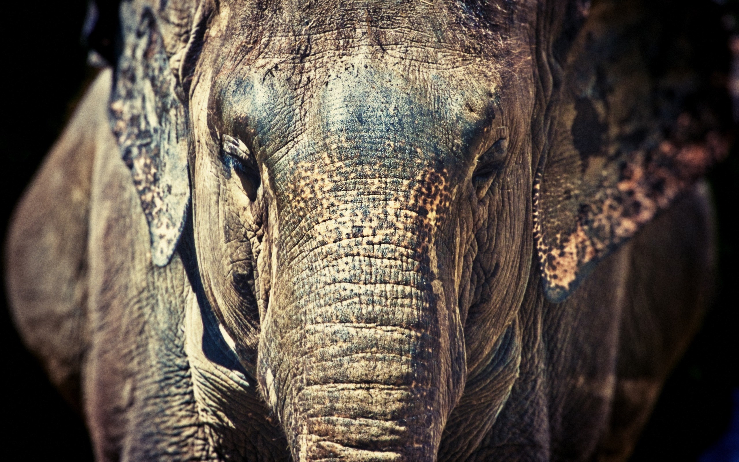Desktop Elephant HD Wallpaper