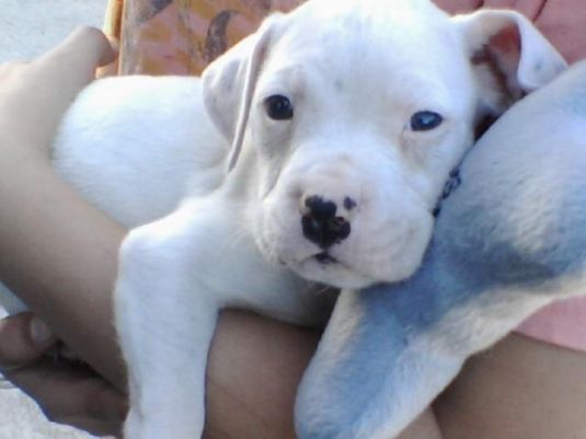 Go Back Gallery For White And Black Baby Pitbull