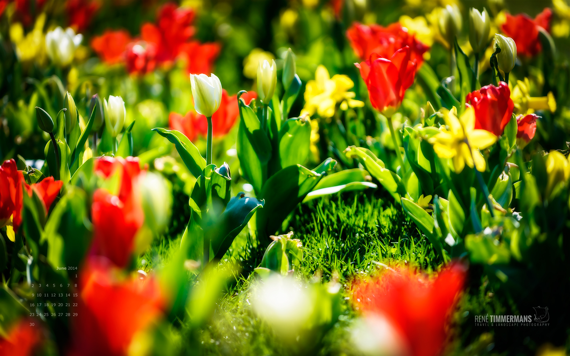 Wallpaper Brings Vibrant Natural Spring Colors To Your Desktop