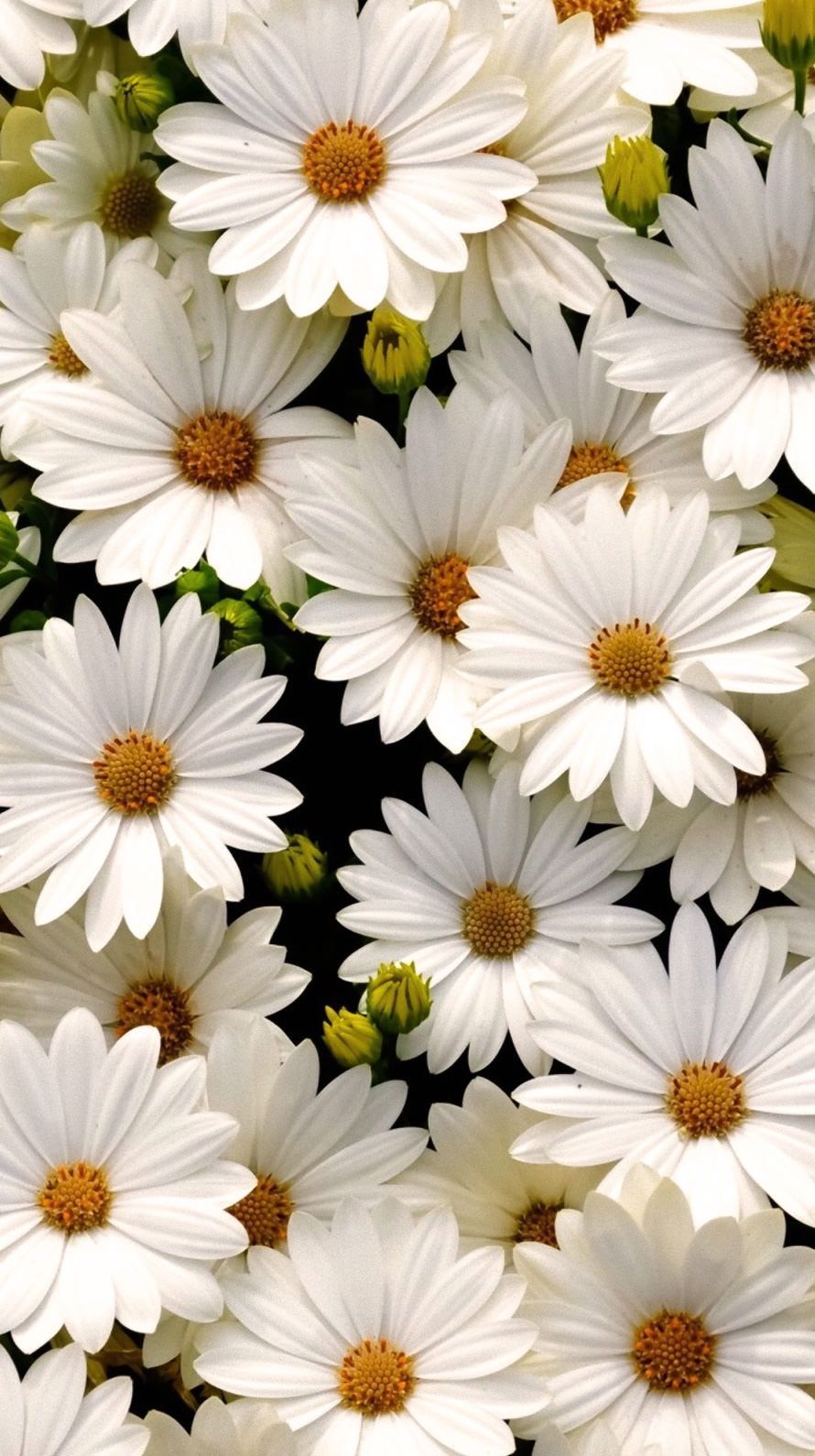 Daisy Aesthetic Wallpaper On