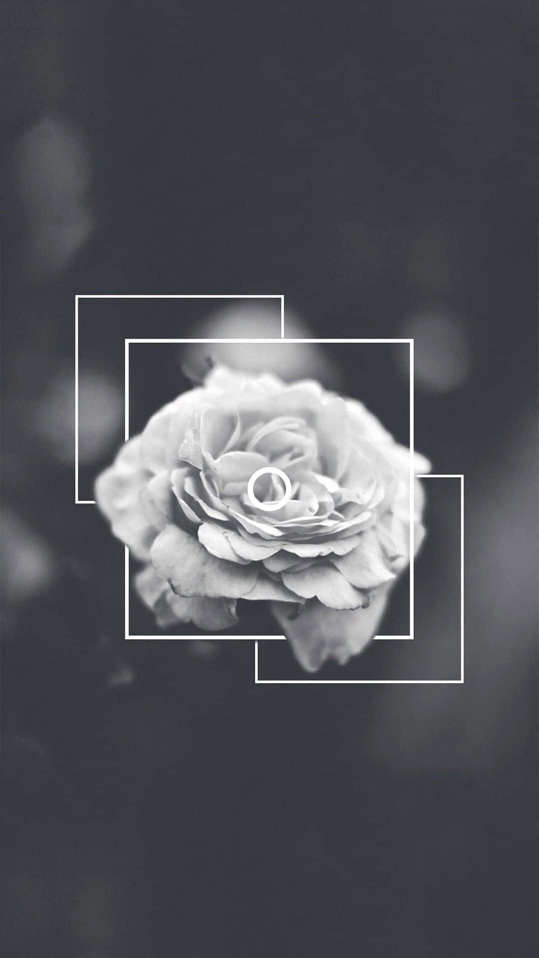 Photography iPhone Wallpaper