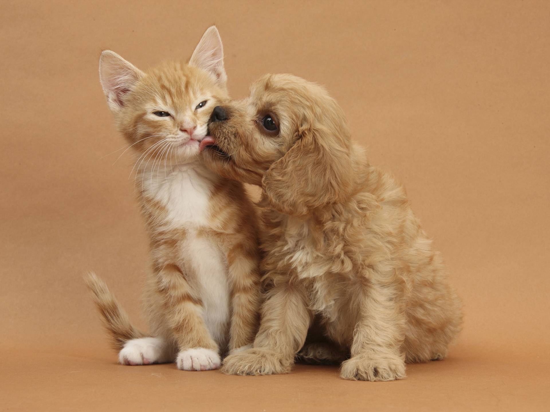 Goede 48+] Cute Puppy and Kitten Wallpapers on WallpaperSafari OG-95