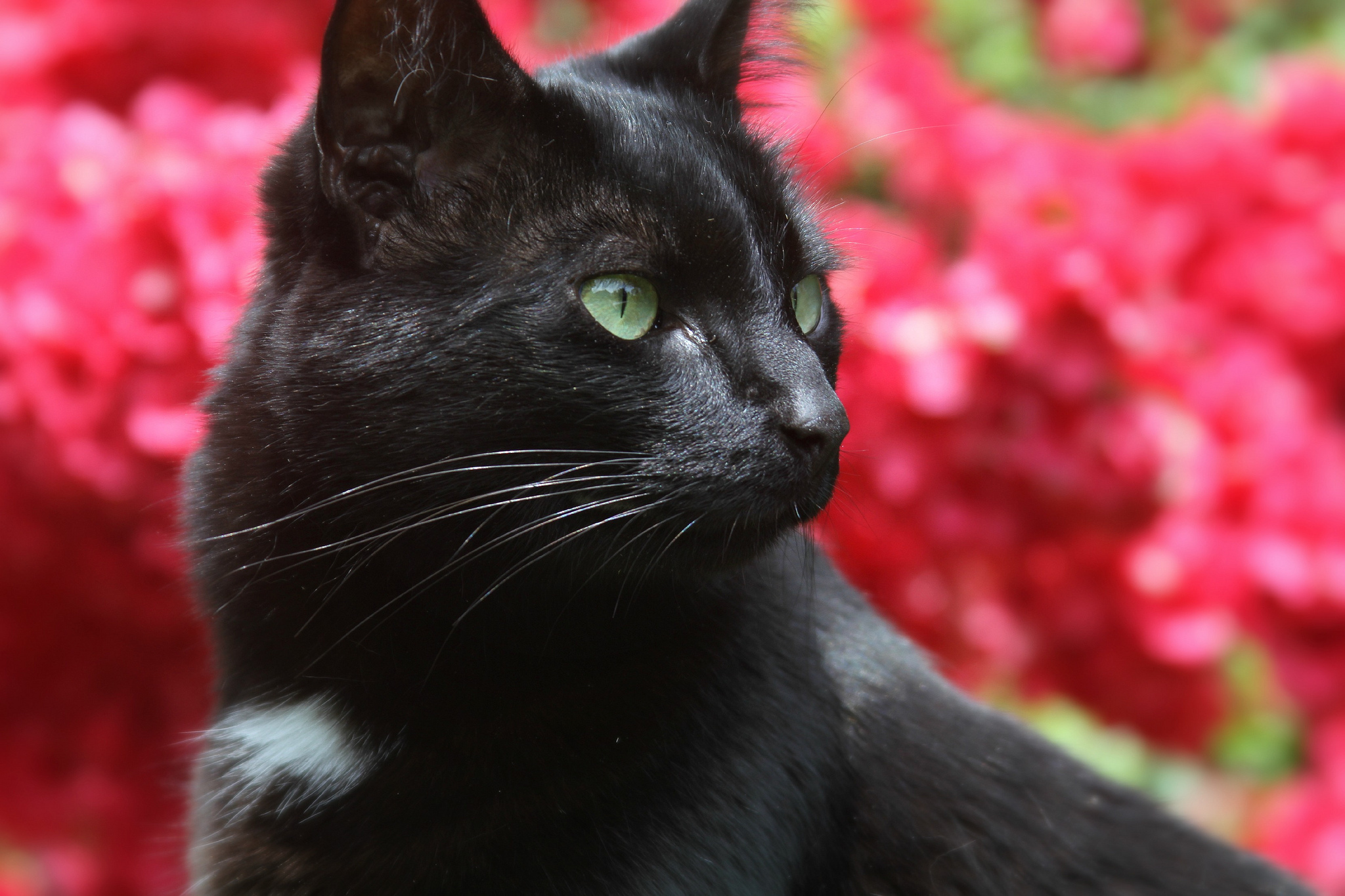 Black cat on a background of pink flowers wallpapers and images