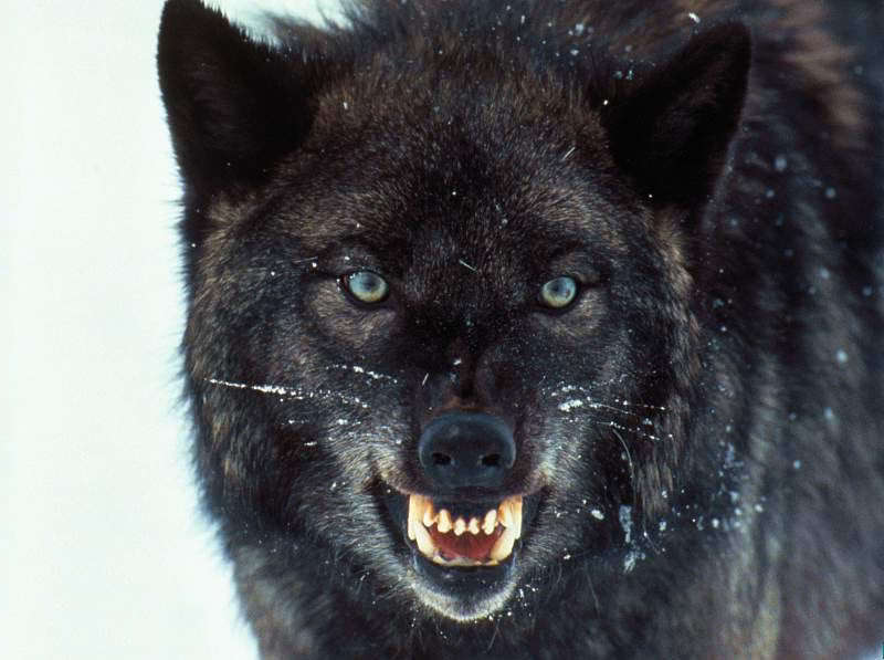 Black Wolf Wolves Photo