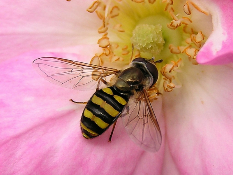 Animated Honey Bee Wallpaper