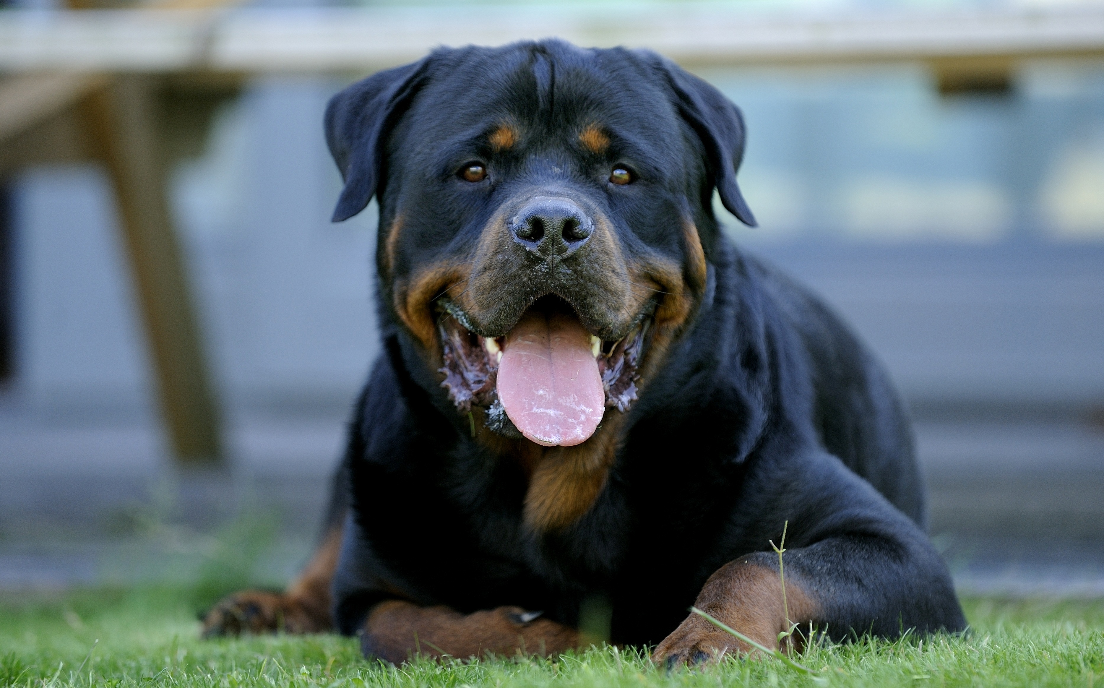 Rottweiler Wallpaper Top Background