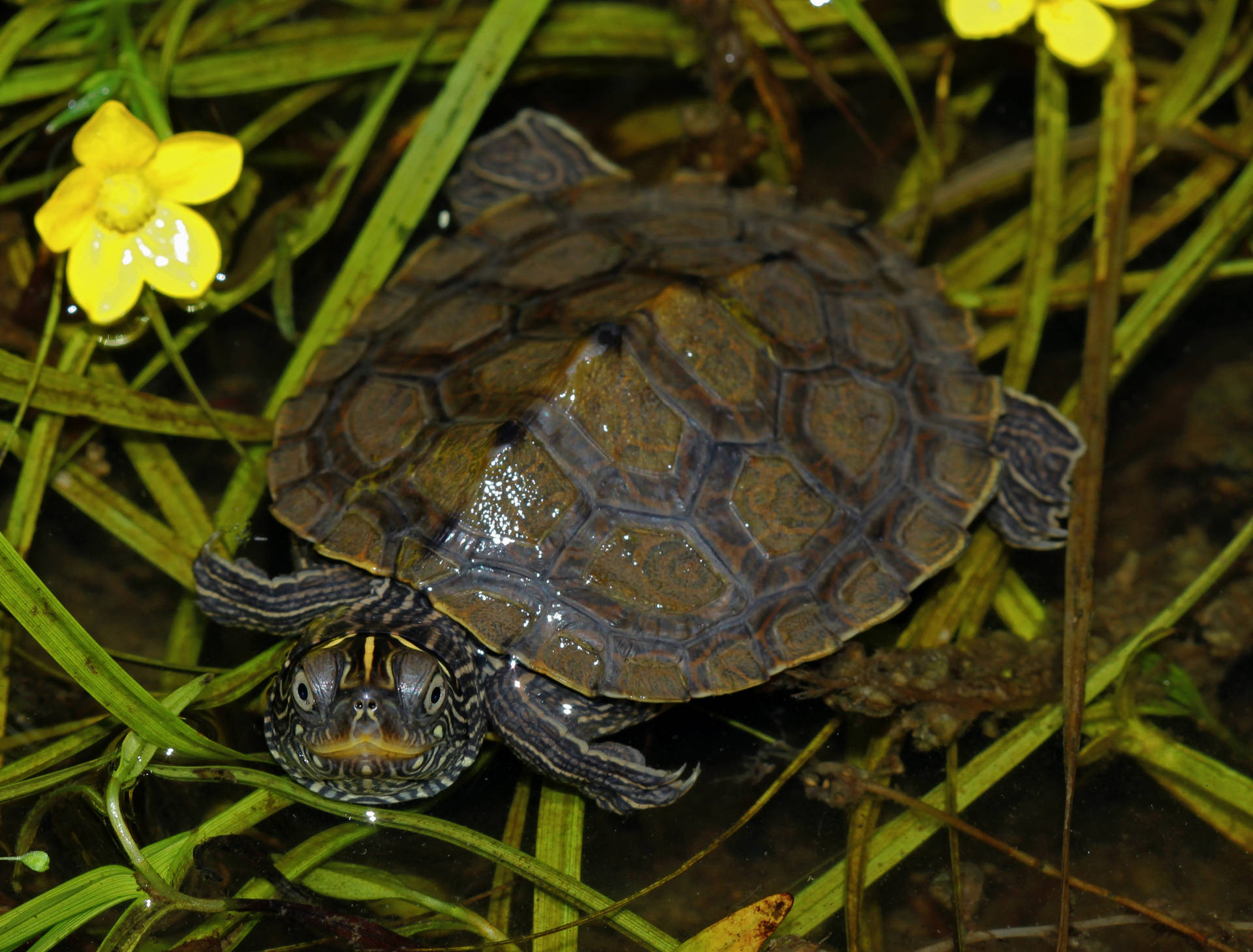 Cute Turtle Wallpaper