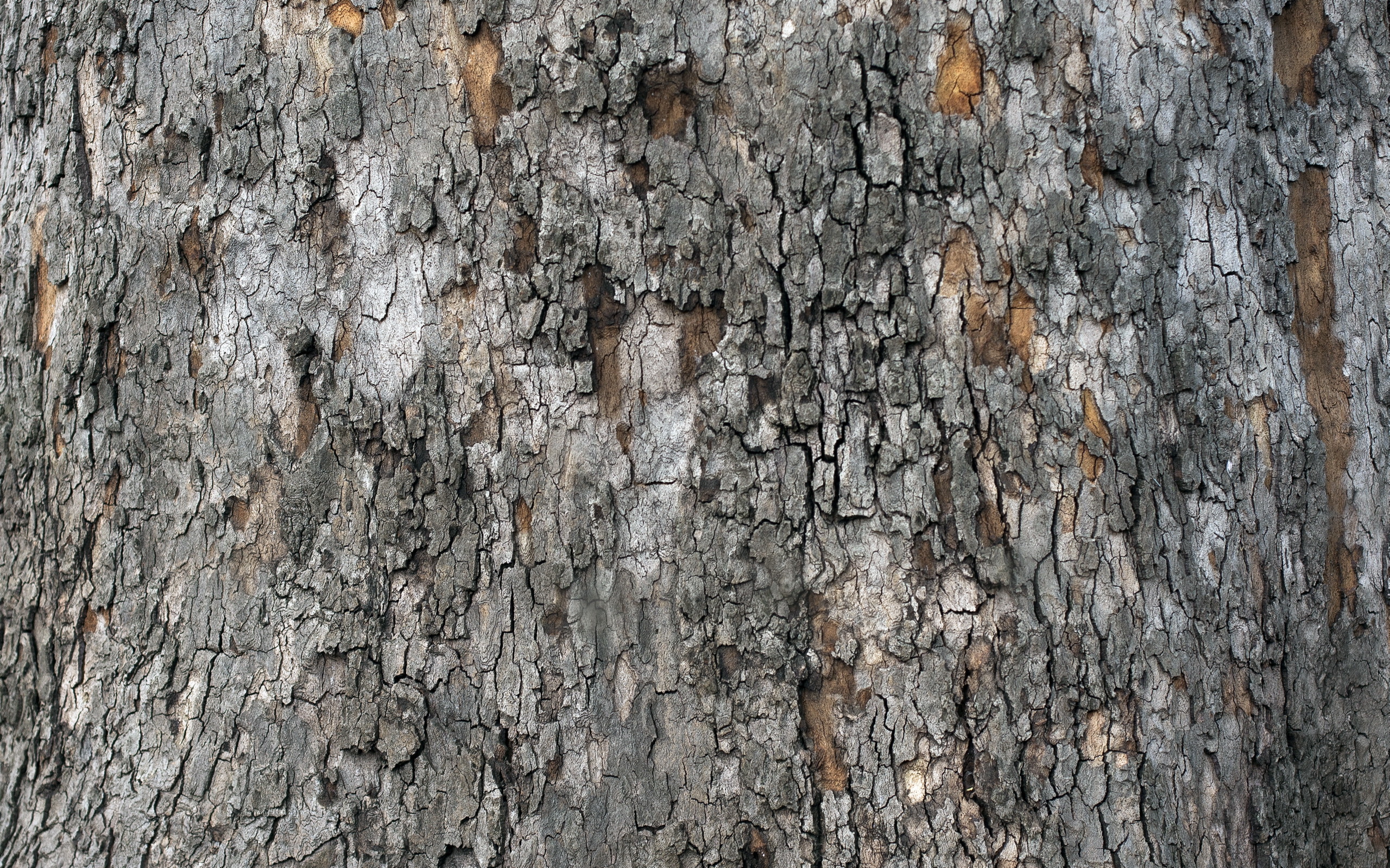 Tree Bark Texture Wallpaper Photos Pictures