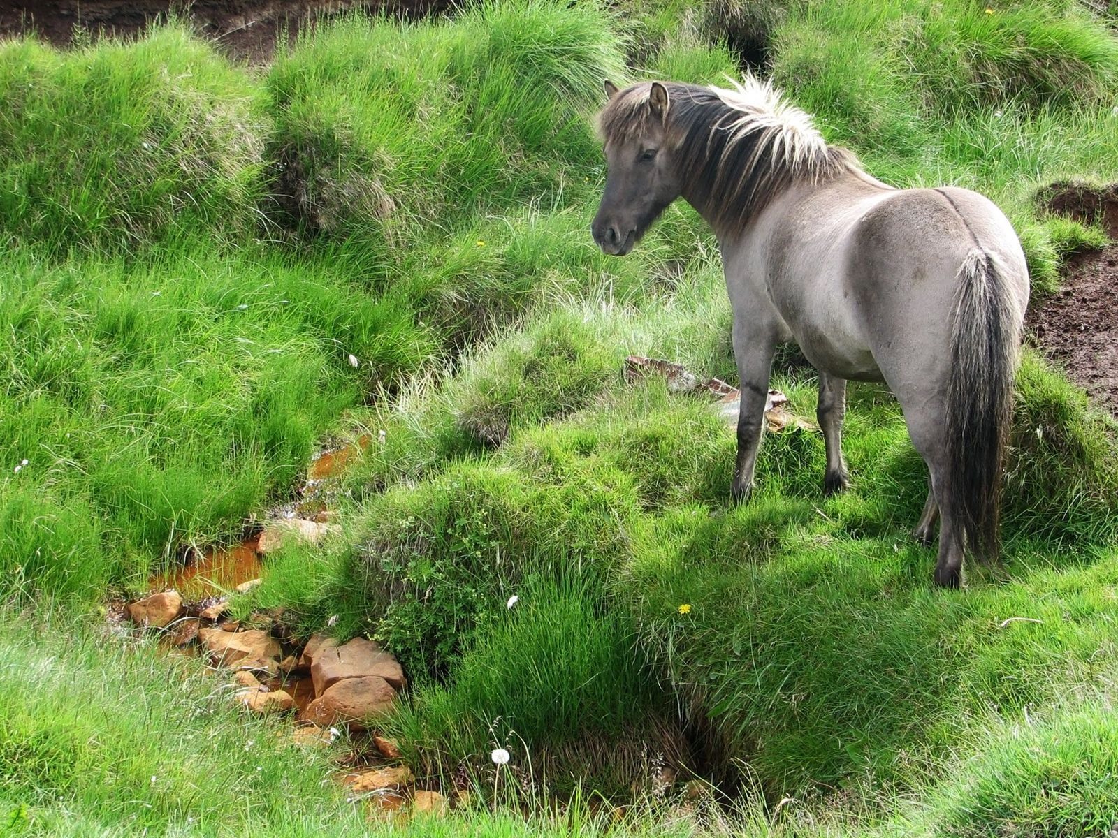 Pony in the Countryside desktop wallpaper