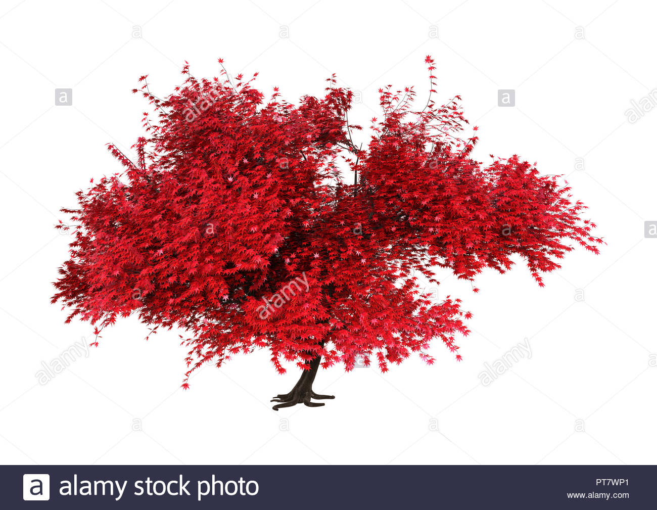 3d Rendering Of A Red Momiji Tree Isolated On White Background