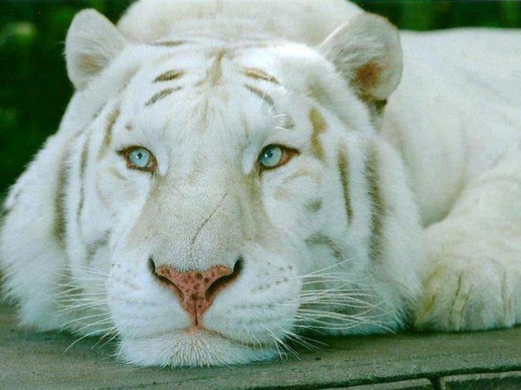 Beautiful Wallpapers white bengal tiger pictures 1024x768