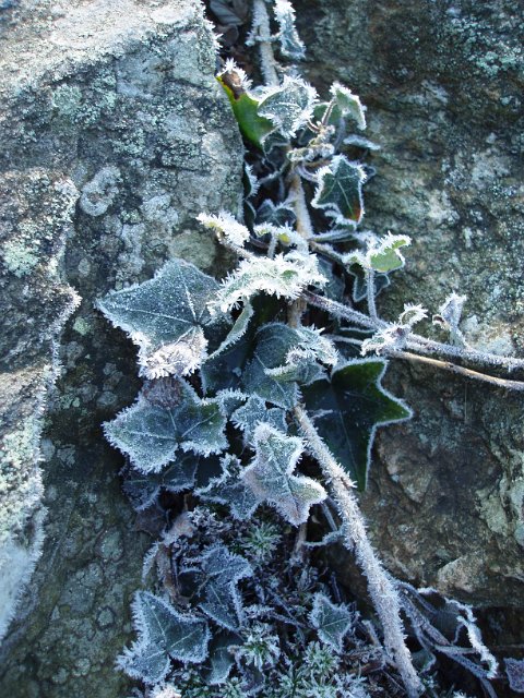 Frozen Ivy And Stone Background Textures Cr103
