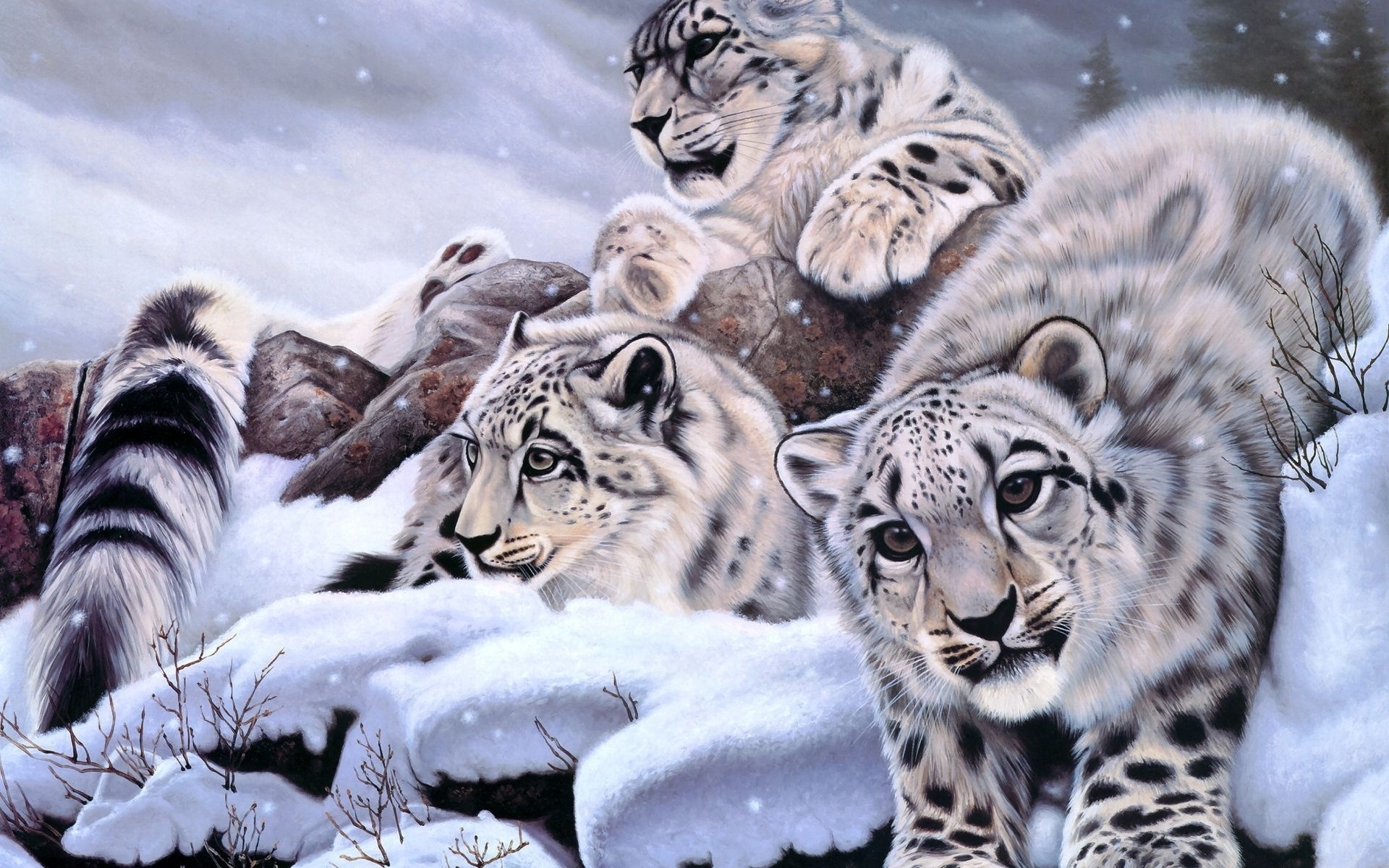 Snow Leopards Wallpaper