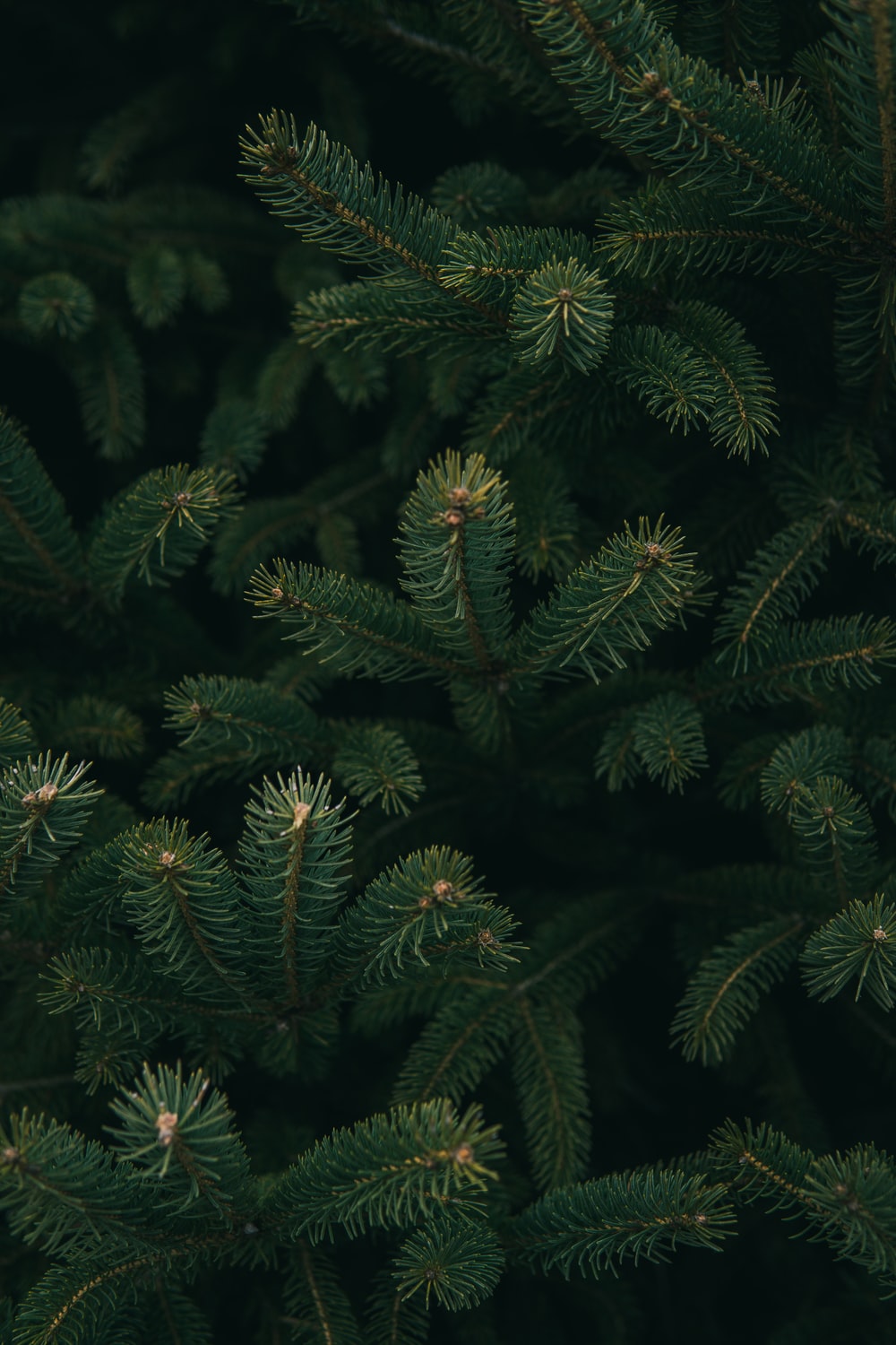 Pine Tree Pictures Image Stock Photos On