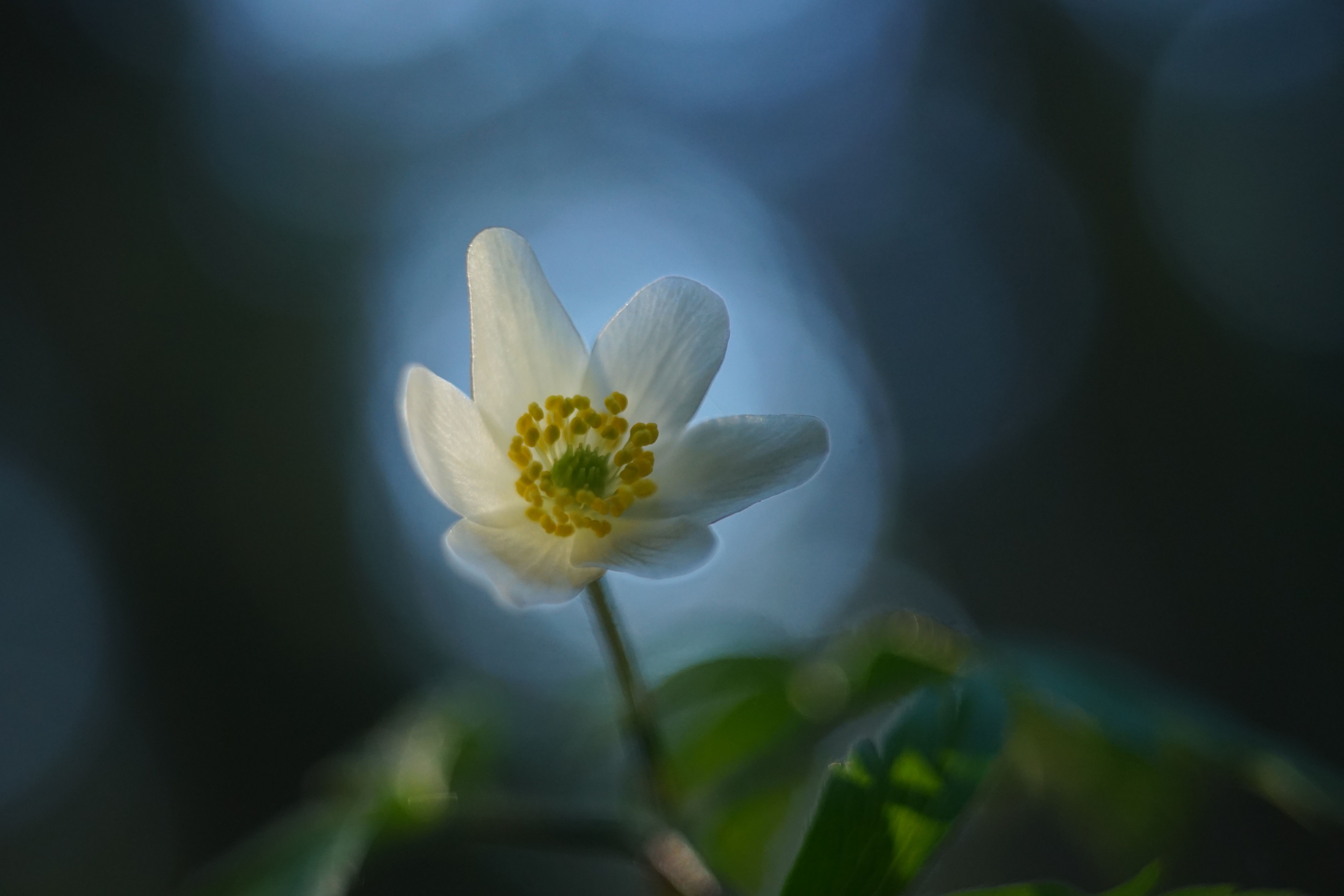 Wallpaper Anemone Flower White Macro Blur HD