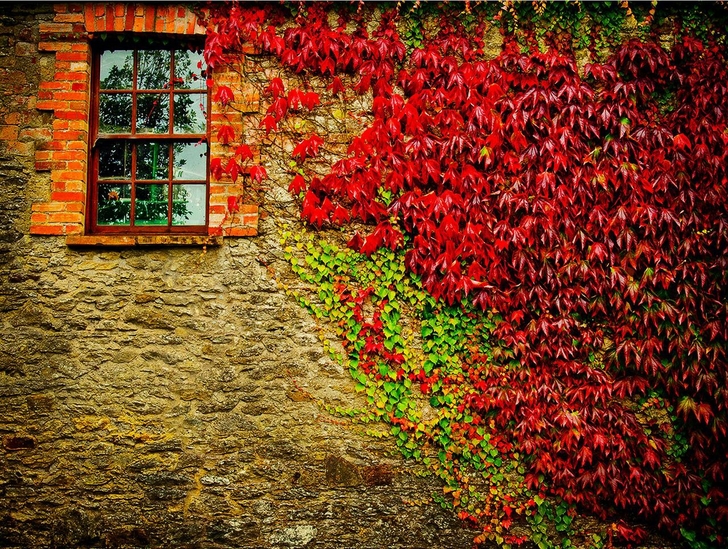 Windows Autumn