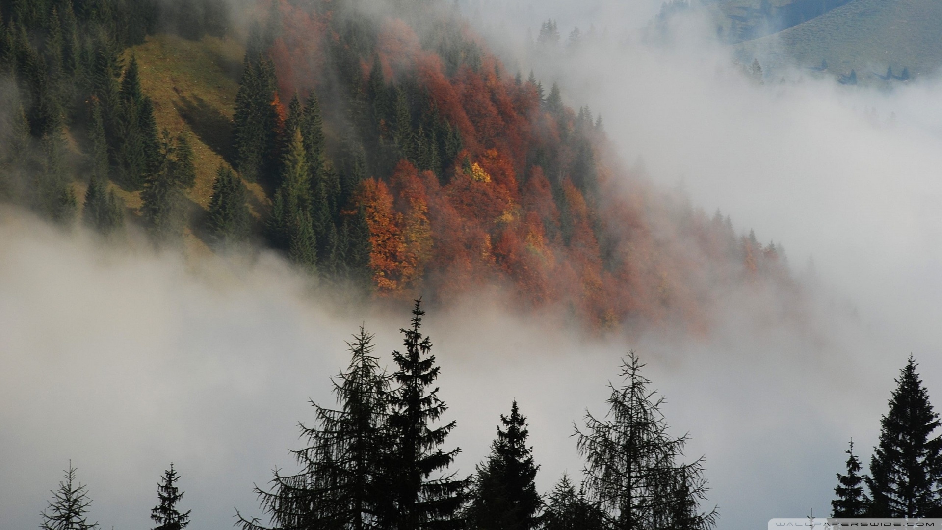 Foggy Mountain Forest 4K HD Desktop Wallpaper for 4K Ultra HD