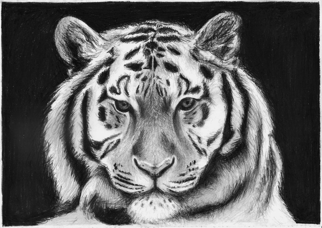 the black and white tiger by mary swsc on deviantART