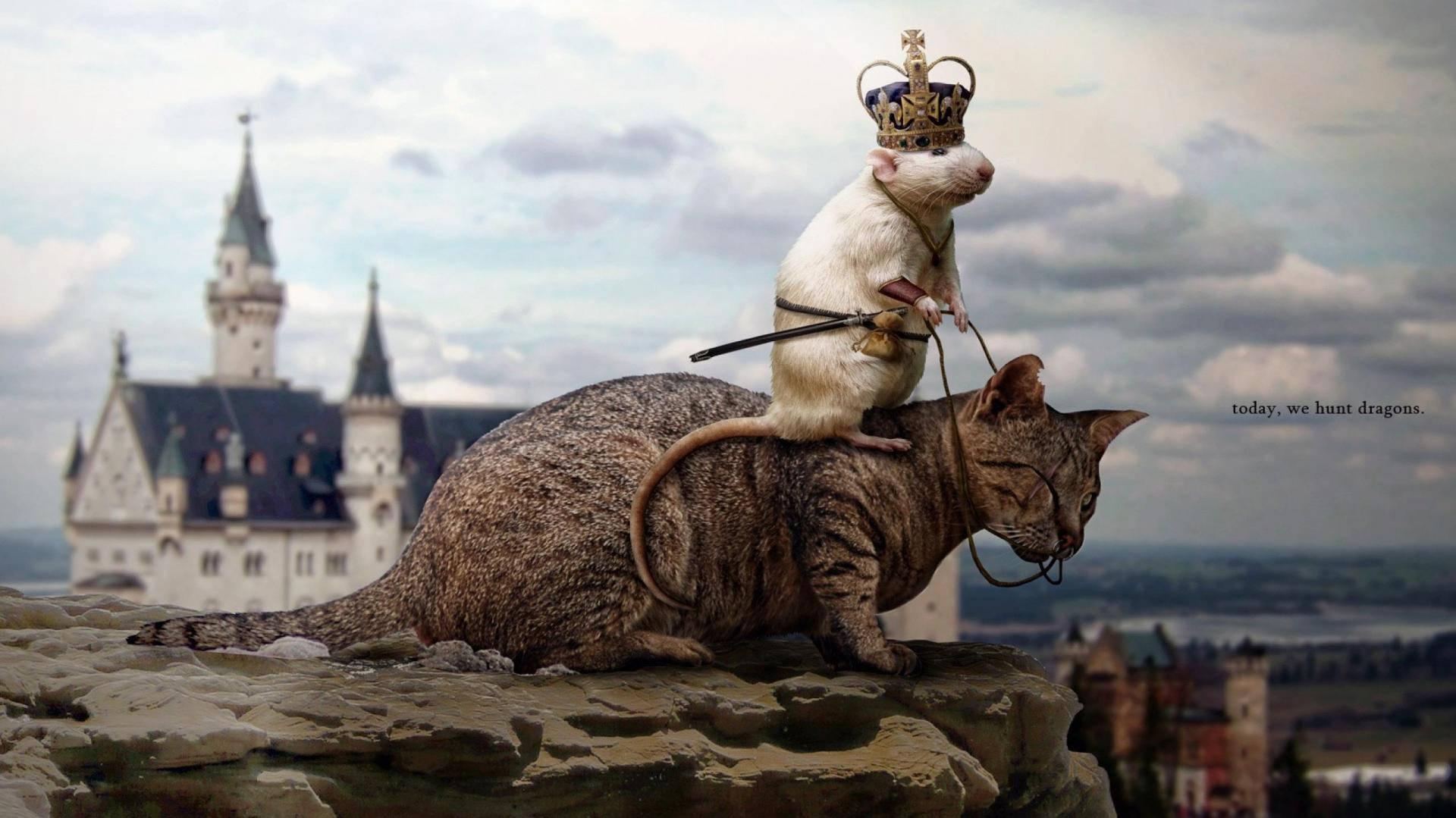 Unlikely Friends Amusing Snapshot Of A Mouse Riding On