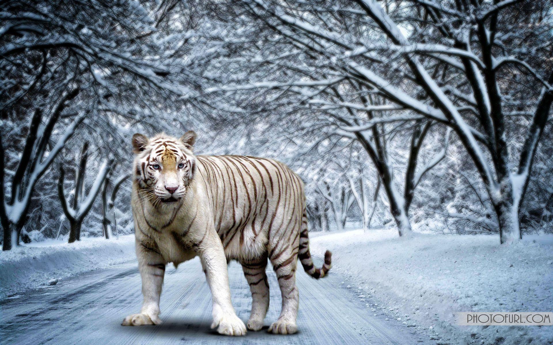 Free download White Bengal Tiger Wallpapers [1920x1200] for your