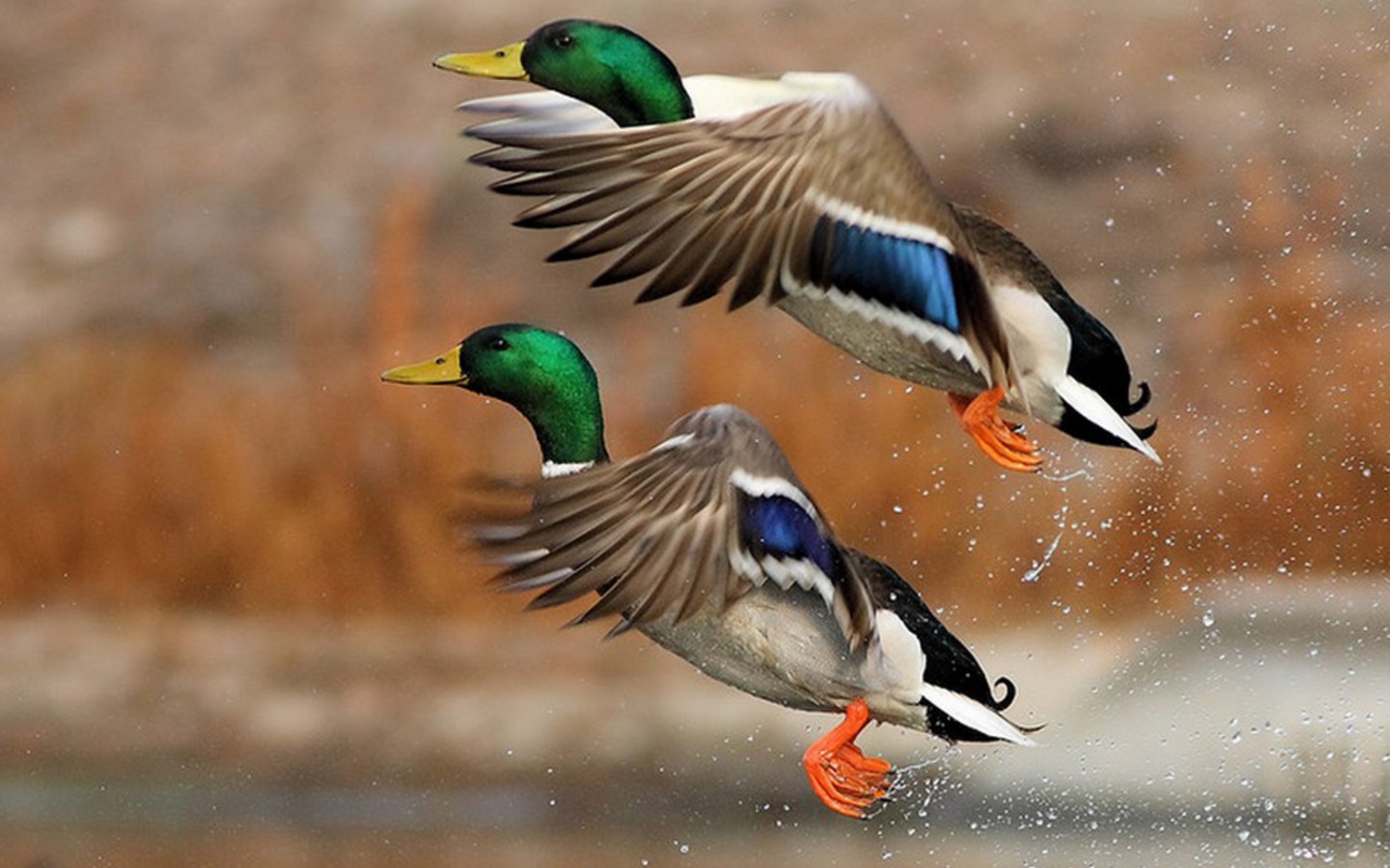 Two Ducks Wallpaper Photo And All