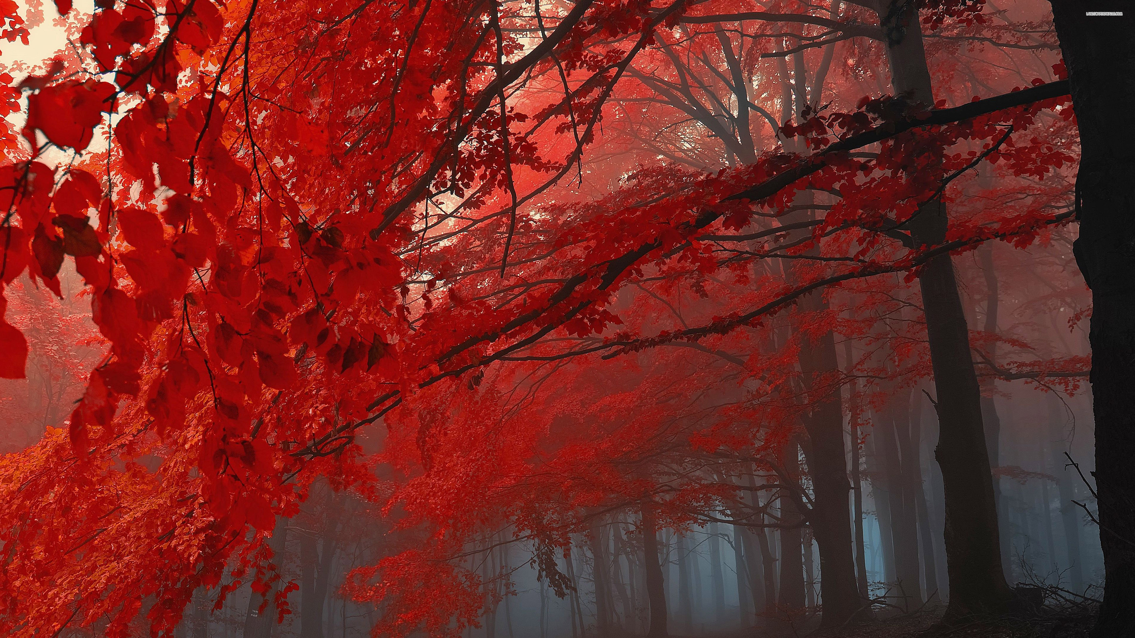 Red Autumn 4k Wallpaper Hd