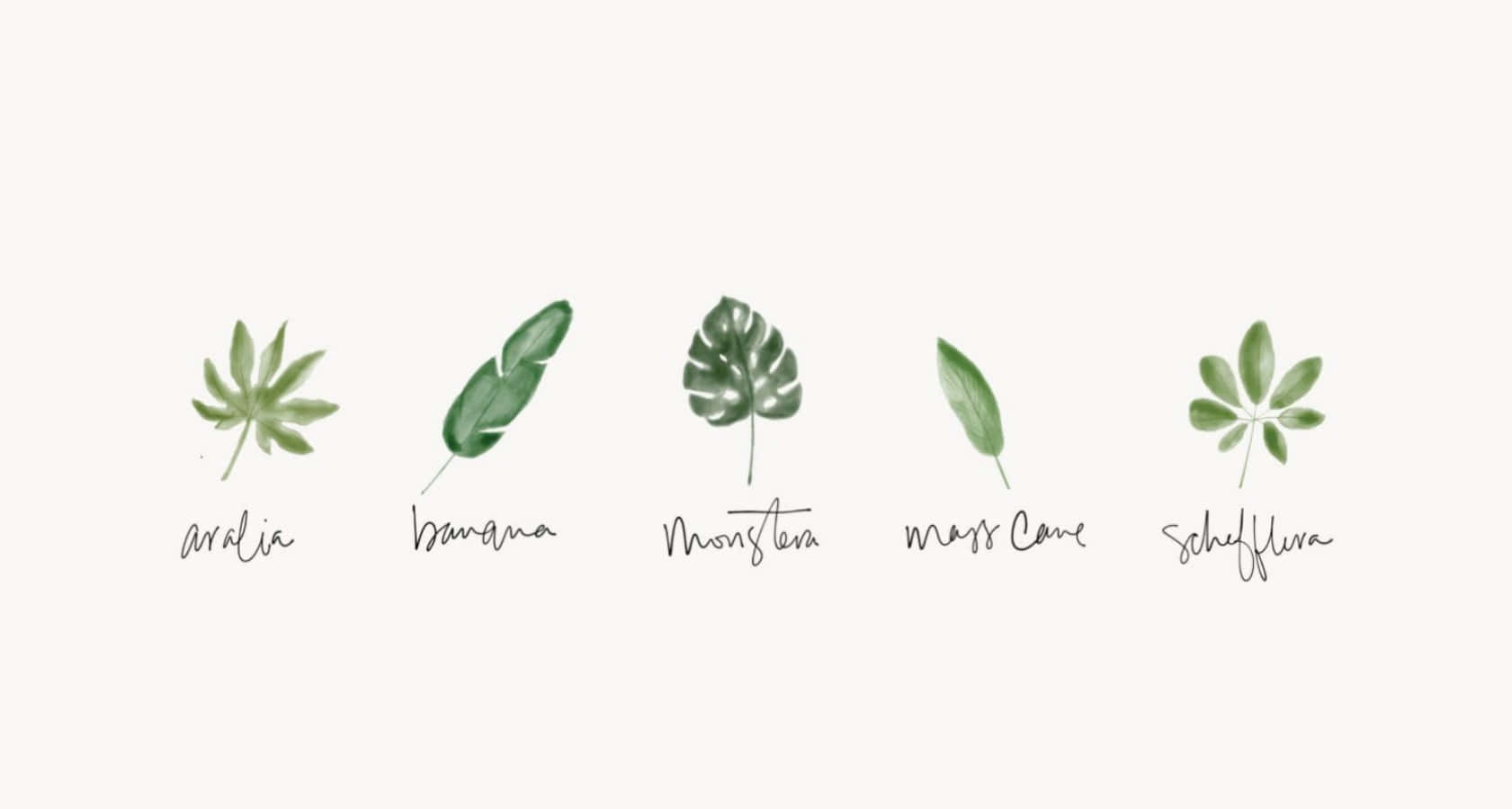 Minimalist Plant Desktop Wallpaper For A Serene Workspace