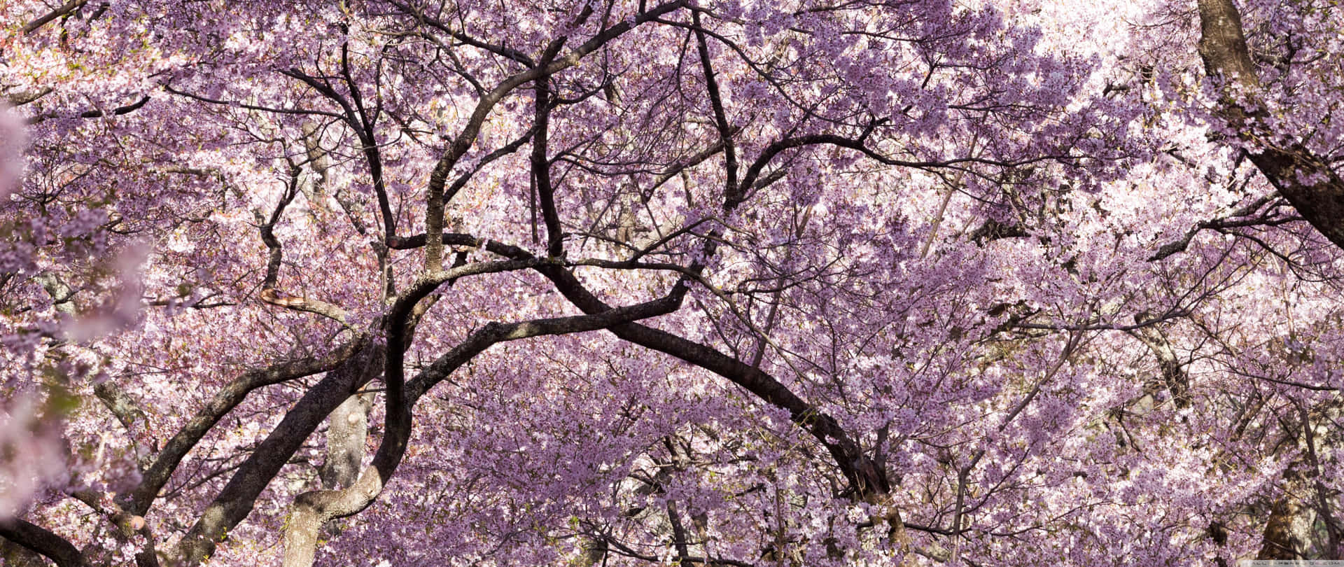 Japanese Pink Wallpaper