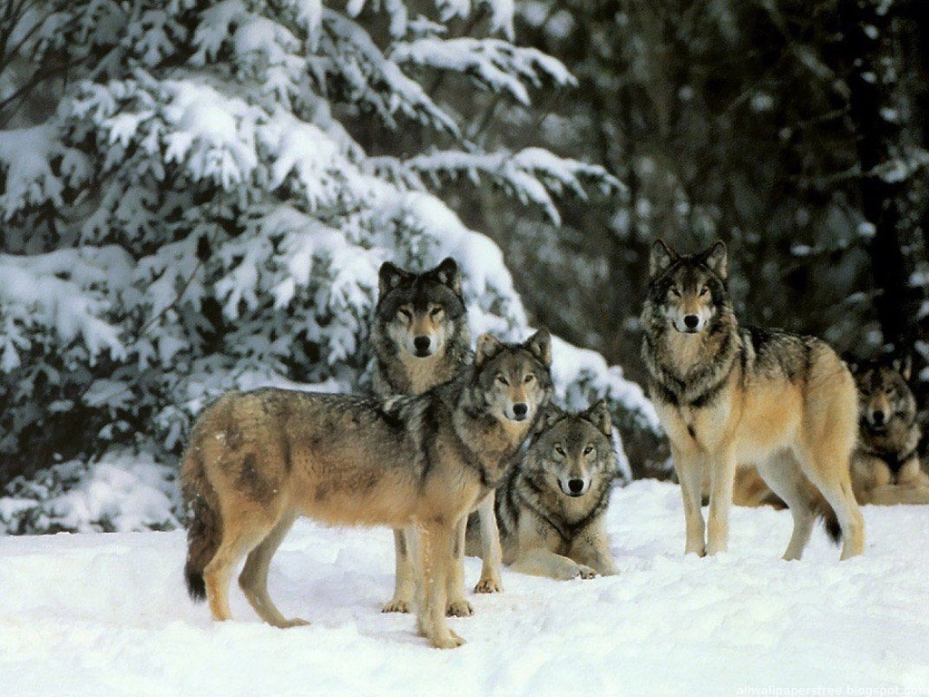 Wolves World