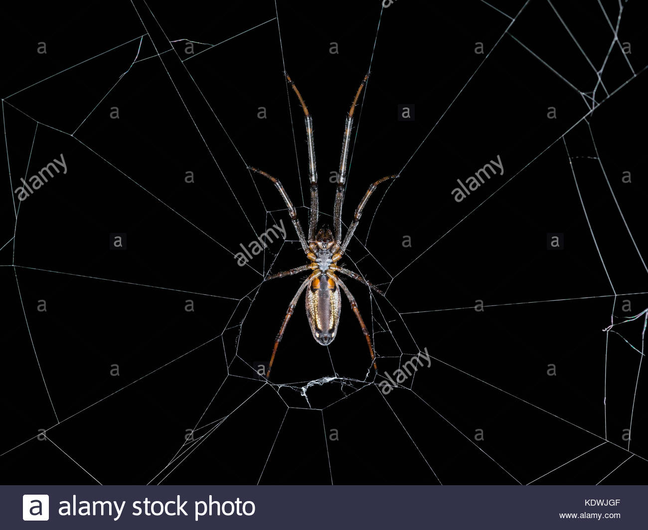 Spider Web Trap On Dark Background Stock Photo