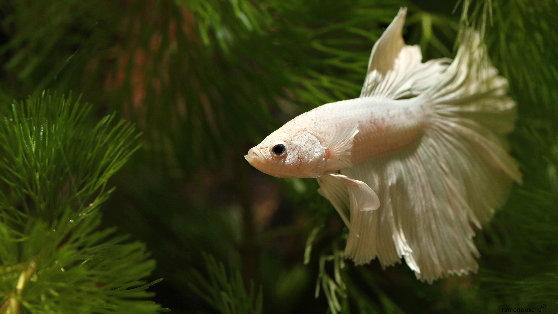 White Angel Siamese Betta Fish