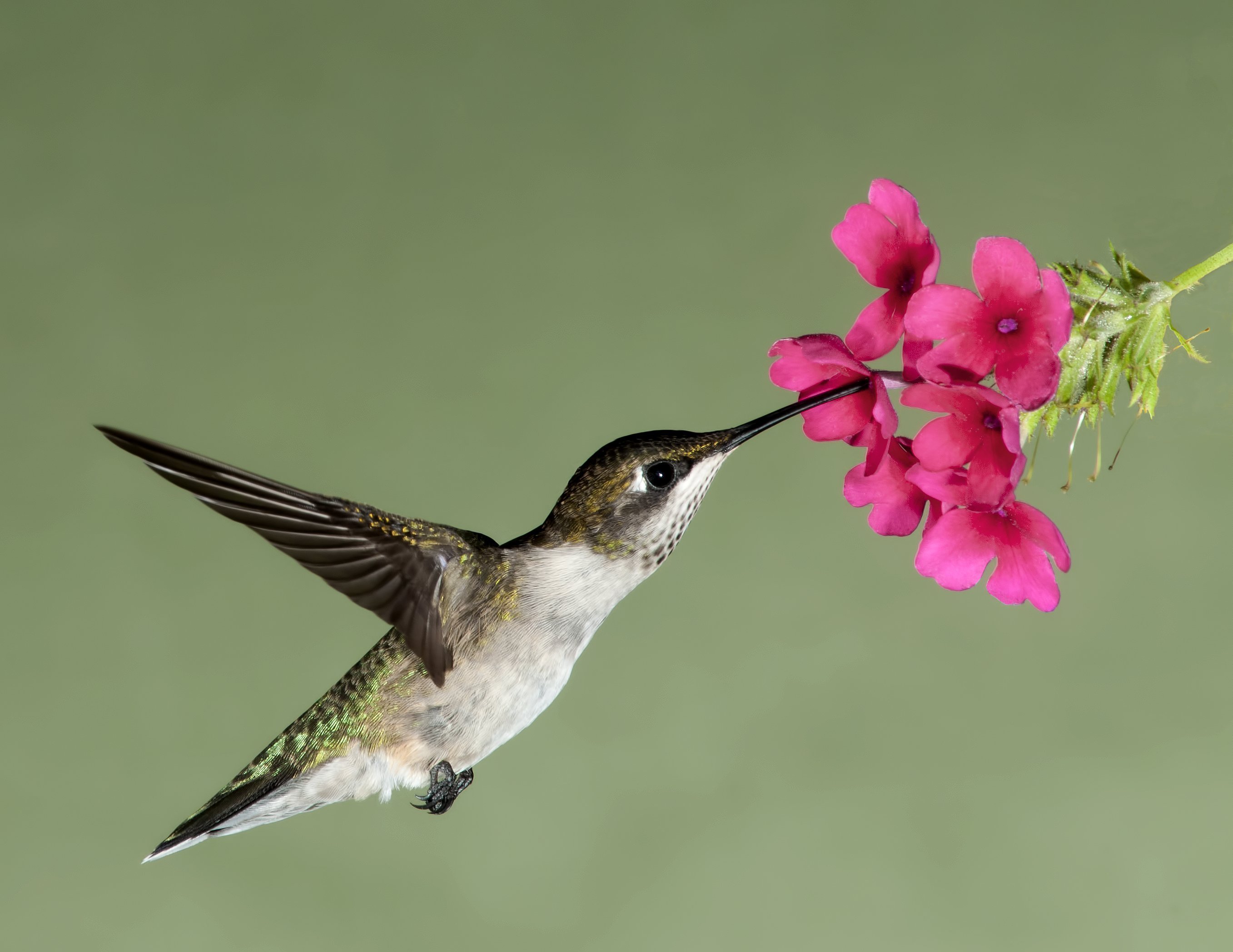 Wallpaper Hummingbird Flight Flower Flowers Nectar Depending