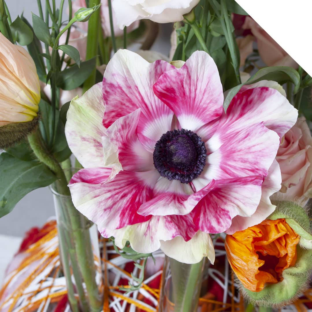 Anemone Flower Wallpaper