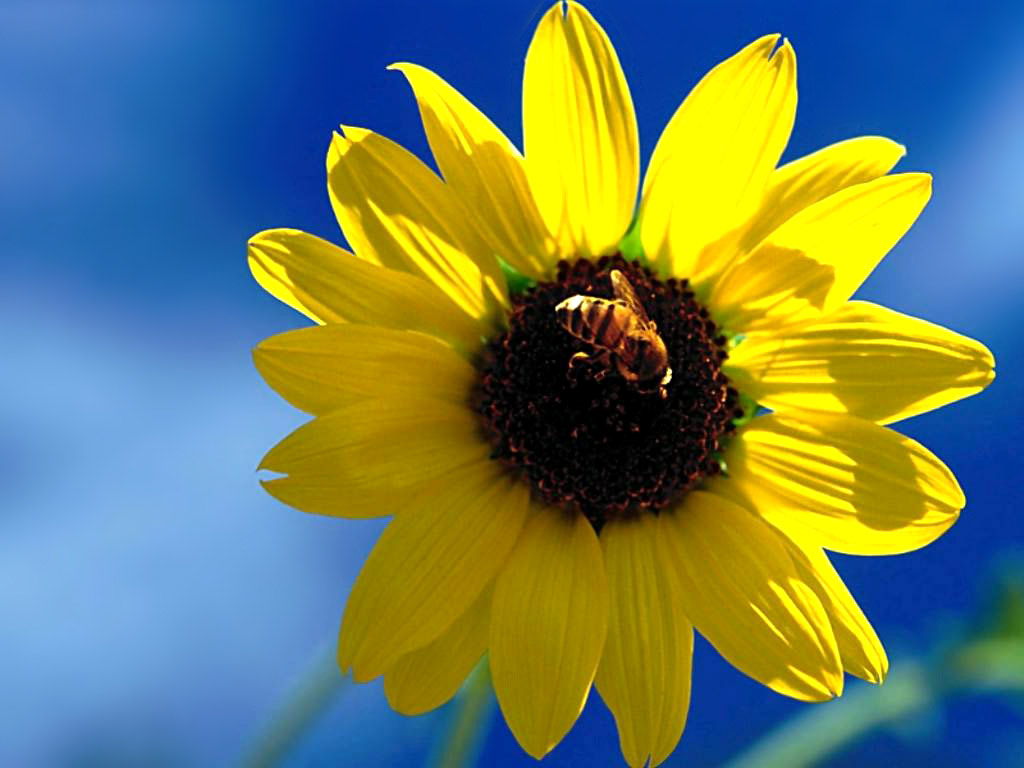 Special Flower Wallpaper Sunflower Bee Desktop