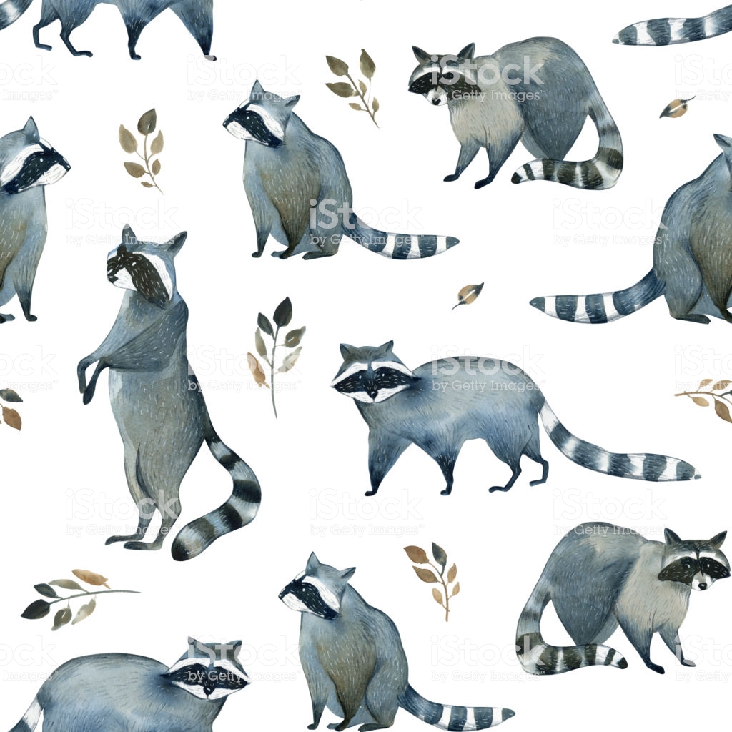 Watercolor Illustration Of Gray Wild Raccoon And Leaves On White