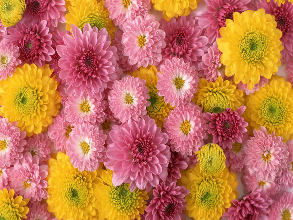 Flowers For Flower Lovers Wallpaper HD Desktop Beautiful