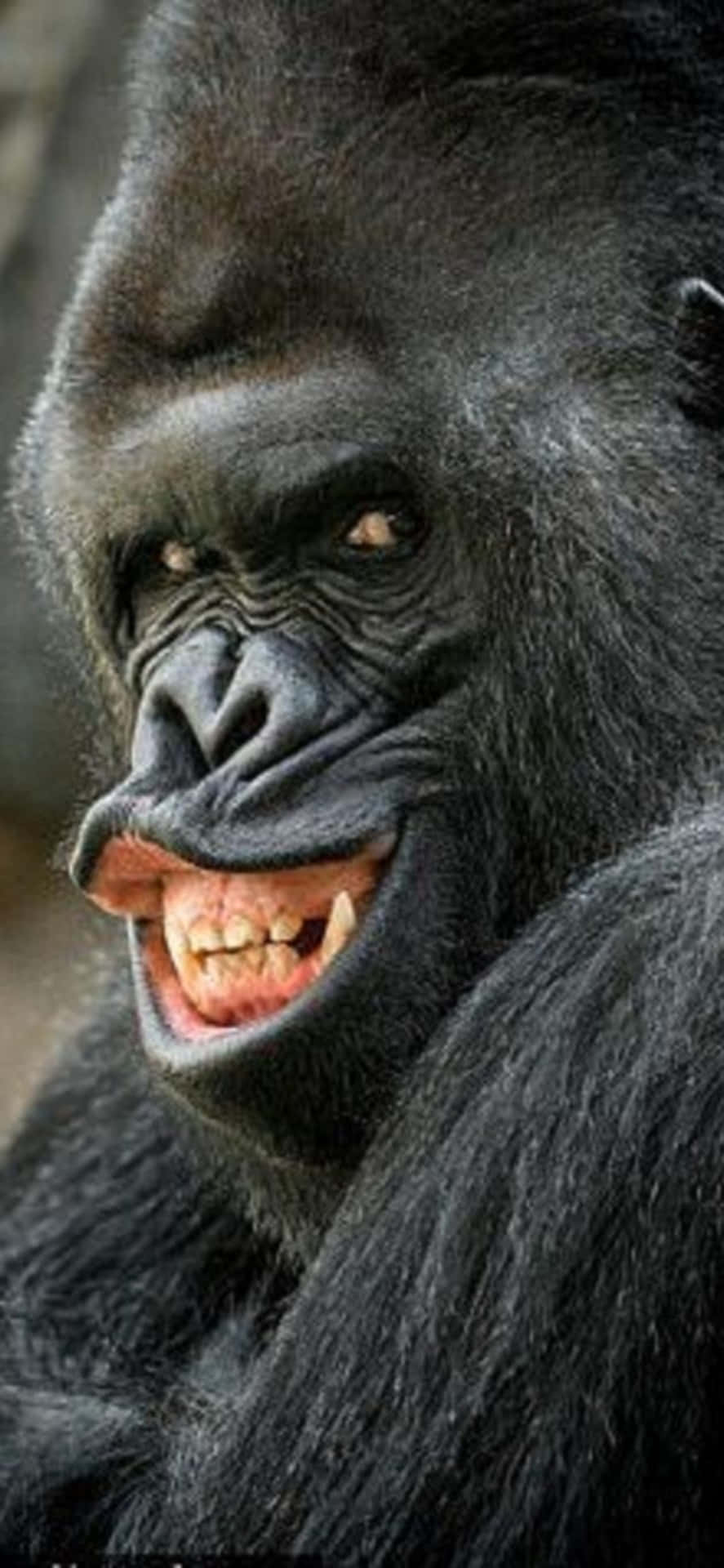 Show Off Your Wild Side With A Unique iPhone X Gorilla Wallpaper
