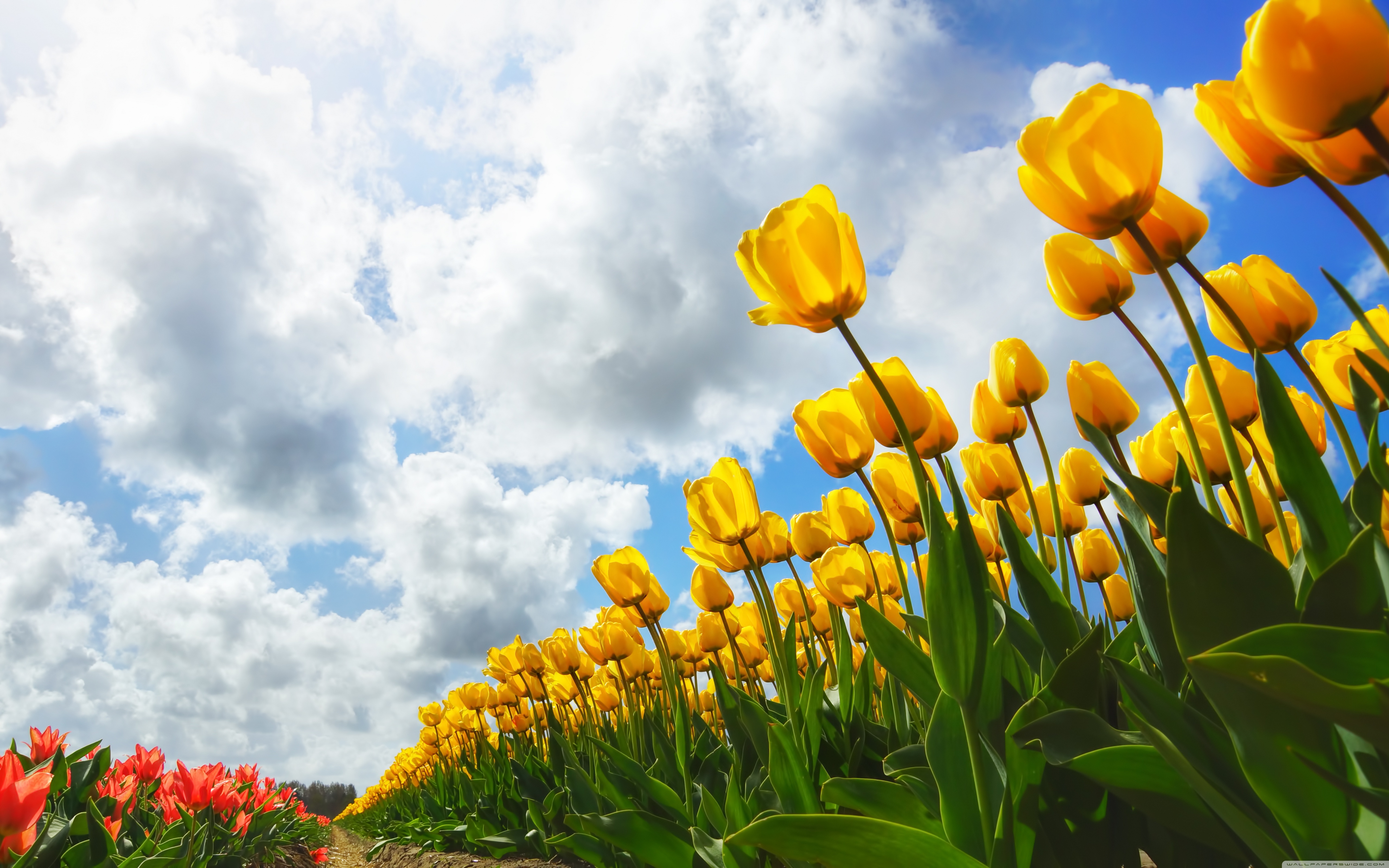 100 Spring HD Wallpapers and Backgrounds