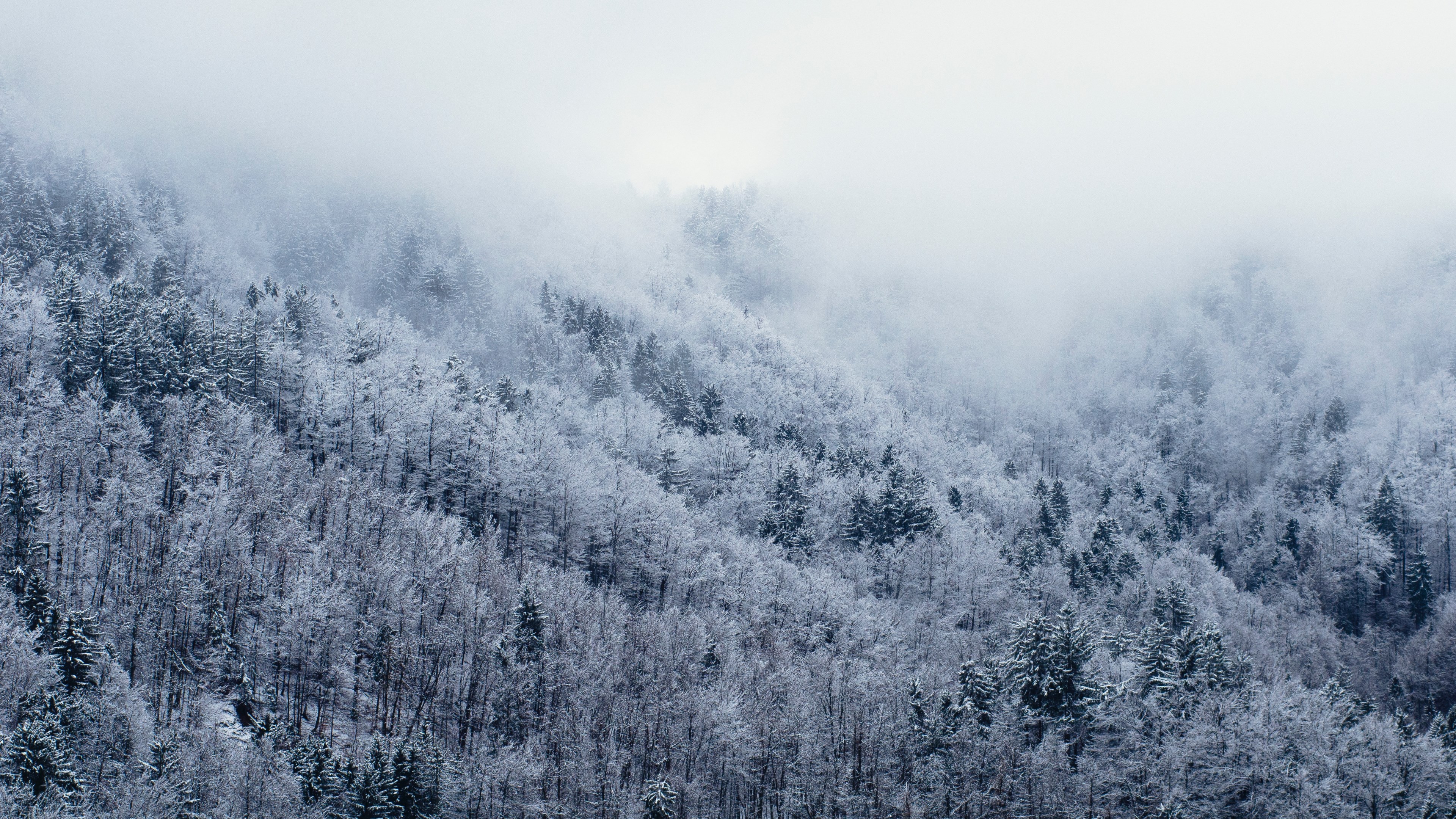 Wallpaper Id A Forest Landscape Dusted With Snow On