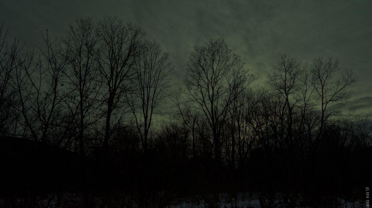 Dark Winter Forest Wallpaper